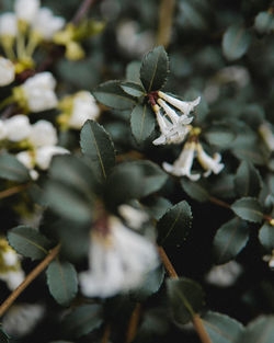 High angle view of flowering plant