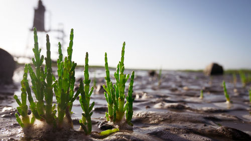 Close-up of plants growing on land against sky