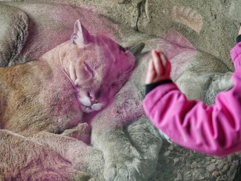 Cropped hand of child on glass against mountain lion in zoo