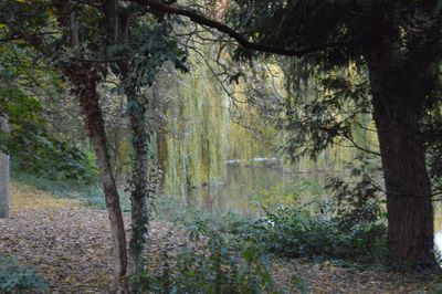 Trees in forest