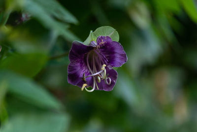 Close-up of purple flowering plant