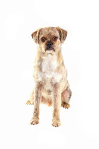 Dog sitting on white background