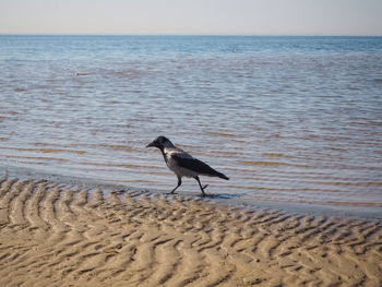 Seagull on beach