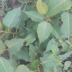 High angle view of green leaves