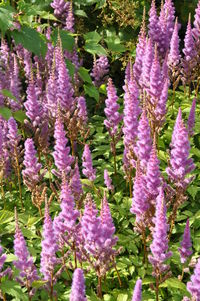 Close-up of purple flowers