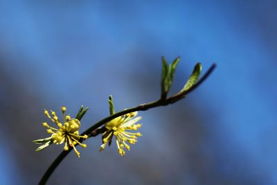 Close-up of plant against sky
