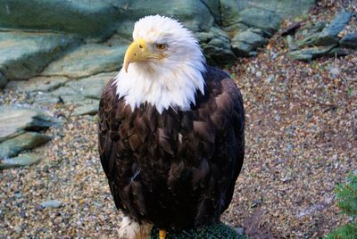 Portrait of eagle