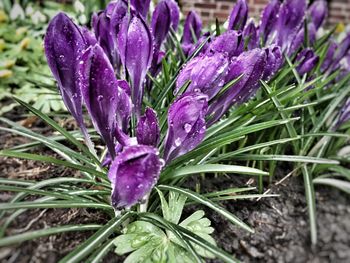 Close-up of purple crocus