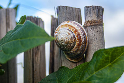 Close-up of snail on leaf