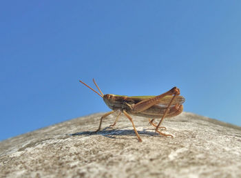 Close-up of insect on rock against blue sky