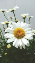 Close-up of white daisy flowers