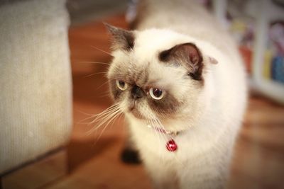 Close-up of cat with kitten at home