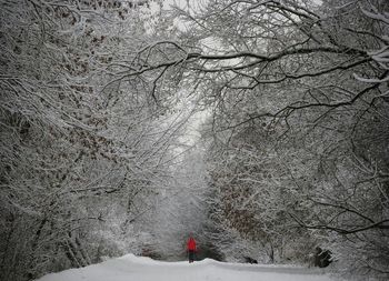 Bare trees on snow covered landscape