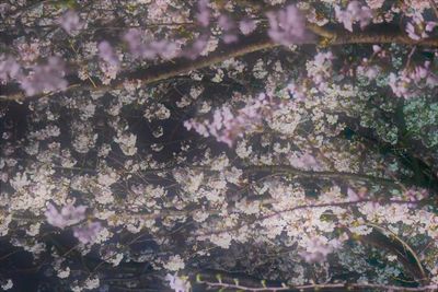 Close-up of pink cherry blossom tree