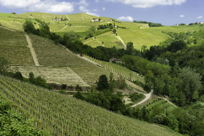 Scenic view of agricultural field