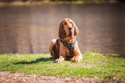 Dog sitting on grass