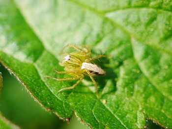 Close-up of insect on leaf