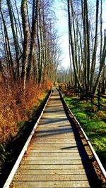 Railroad track amidst trees