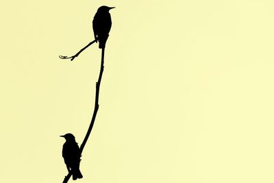 Silhouette bird perching on branch against clear sky
