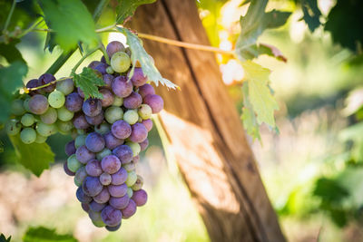 Close-up of grapes growing in vineyard