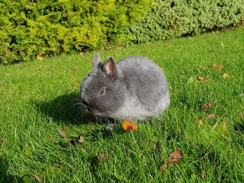 Smoky blue netherland dwarf bunny rabbit