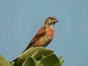 Close-up of bird perching on plant against clear sky