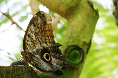 Close-up of butterfly