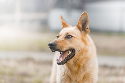 Close-up of dog looking away