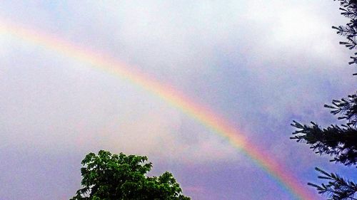 Low angle view of rainbow over trees