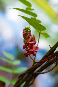 Close-up of flowers blooming at paul b johnson state park