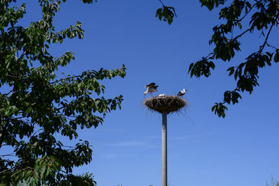 Low angle view of bird perching on palm tree against sky