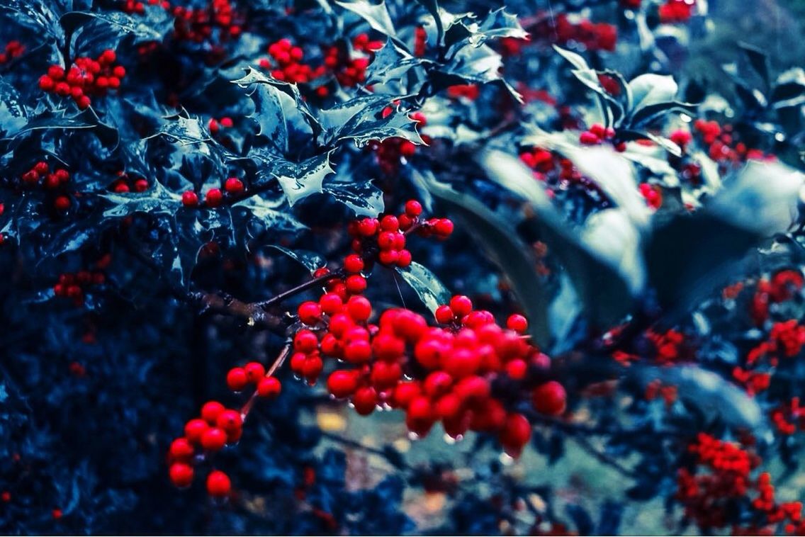 fruit, red, close-up, growth, food and drink, freshness, berry fruit, nature, outdoors, no people, tree, rowanberry, blackberry, day, food, backgrounds