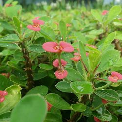 Close-up of pink flowers blooming in park