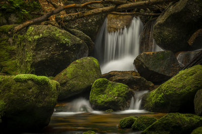 Scenic view of waterfall in forest