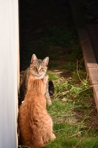 Portrait of cat looking at camera