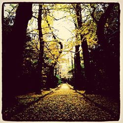 Trees in park