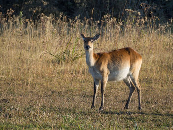 Portrait of female waterbuck standing on field at moremi game reserve, botswana, africa