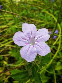 Close-up of purple flowers