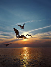 Silhouette of birds flying over sea
