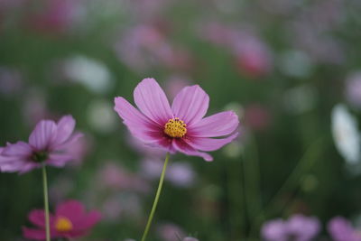 Close-up of pink cosmos flower on field