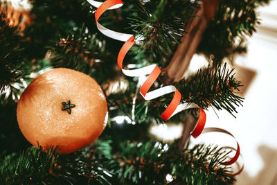 Mandarin and serpentine on the christmas tree. new year's composition. christmas tree branches