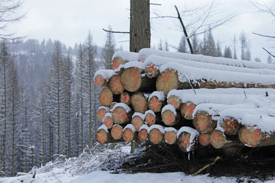 Stack of logs on snow covered land in forest