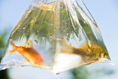 Close-up of fishes in plastic bag against sky