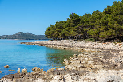 The rocky coast with the pebble beach and pine forest near pakostane in dalmacija