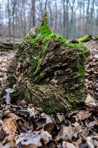 Close-up of fresh green plants in forest