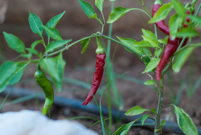 Close-up of red leaves on plant