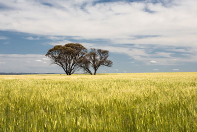 Scenic view of agricultural field against sky