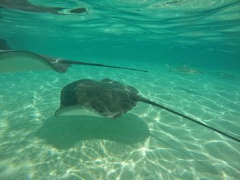 View of fish swimming in sea