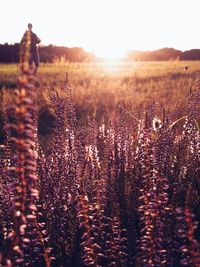 Sun shining through plants on field