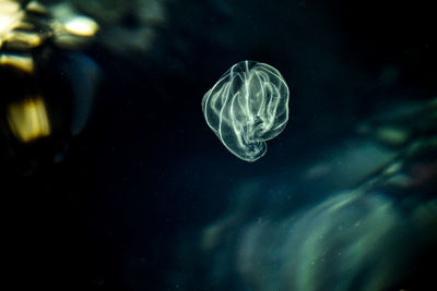 Close-up of jellyfish swimming in sea